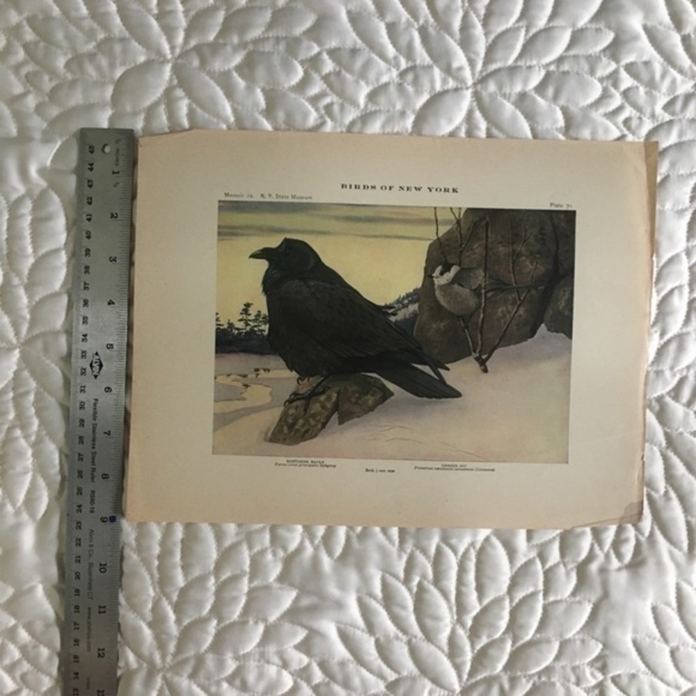 Antique Ornithological Bird Print Original Raven Canada jay - Picture 6 of 14